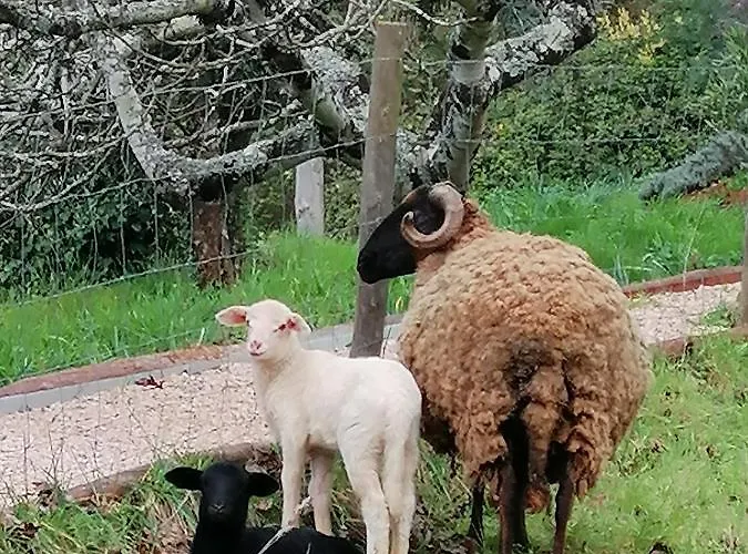 Adore Portugal Natureza & Vista De Serra Alojamento de Turismo Selvagem *